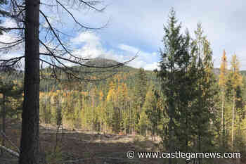 Canfor plans to sell forest tenure in Mackenzie region of B.C. to two First Nations - Castlegar News