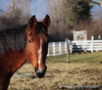 St. Clair County news briefs: Day Dreams Farm hosts Egg My Yard fundraiser, more - New Baltimore Voice Newspapers