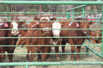 BC doubles subsidized training seats for veterinary medicine – Nelson Star - Nelson Star