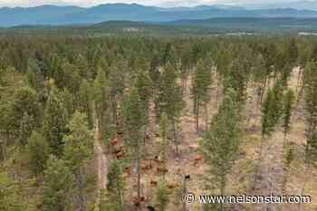 Cattle helping to manage B.C. wildfire risk with targeted grazing - Nelson Star