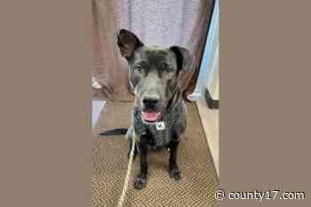 Carter’s Critters: Bruno - County 17