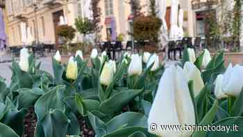 Messer Tulipano arriva anche a Chieri: in piazza Cavour tripudio di colori e profumi - TorinoToday