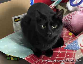 Dudley cat owners urged to be vigilant after spate of deaths linked with poisoning - Express & Star