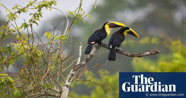 Bird populations in Panama rainforest in severe decline, study finds