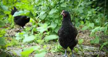 Twee terreinen in Stabroek mogelijk chemisch verontreinigd: extra maatregelen in straal van 100 meter - Het Laatste Nieuws