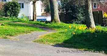 Fury as council bans daffodils over health and safety fears - Hull Live
