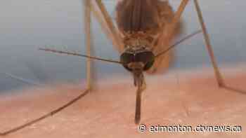 Edmonton mosquitoes: City Council grounds pesticide chopper, spreading mosquito worries - CTV News Edmonton