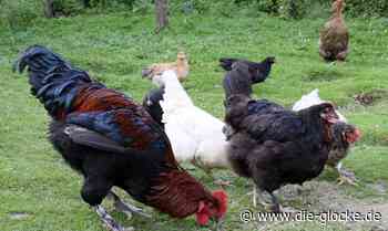 Kreis Soest hebt die Stallpflicht für Geflügel auf - Die Glocke