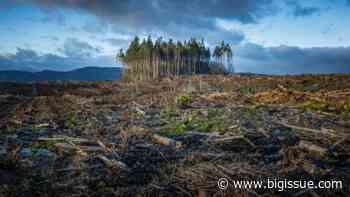 Harrow by Joy Williams review: A nihilistic vision of a joyless future - Big Issue