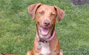 Family: Suspect turns himself in after pet dog killed in Fall River hit and run - Fall River Reporter