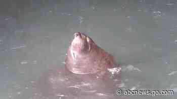 WATCH:  Elephant seal takes blissful vertical nap