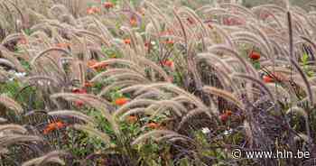Tuin opfrissen met siergras? Tuinhier Poperinge vertelt je hoe - Het Laatste Nieuws