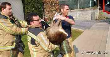 Brandweer vangt gewonde ree op woonwijk in Poperinge - Het Laatste Nieuws