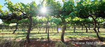 Drei Gründe, warum australische Topweine jetzt besonders begehrt sind