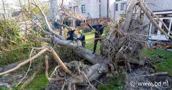 50 jaar oude boom blokkeert na storm drie tuinen: 'Aannemers renden gillend weg' - BD.nl
