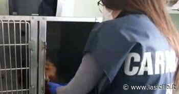 L'Ordine dei veterinari di Catania: "Non è stato sequestrato un ambulatorio" - La Sicilia