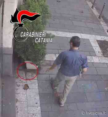 Catania, il nemico dei cani: 'semina' würstel con chiodi VIDEO - Livesicilia.it