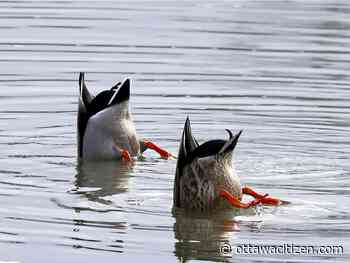 Weather: High of 15 C Wednesday, 'significant' rain overnight through Friday morning