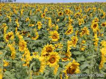 Sunflower Network to give Ukrainians help coming to Saskatchewan - DiscoverEstevan.com