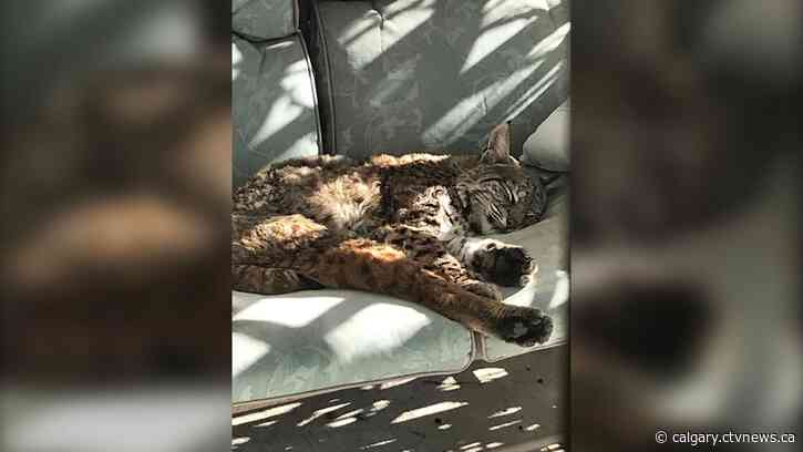 Unofficial mascot: 3-pawed bobcat charms northeast Calgary community