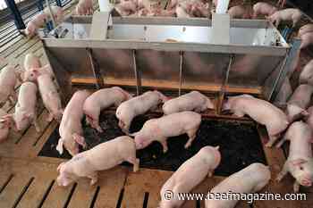 Report examines impact of increased use of non-GM feed