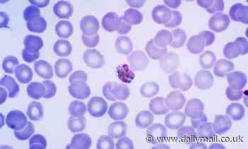 Malaria parasite originated in African apes before evolving to infect people, study finds