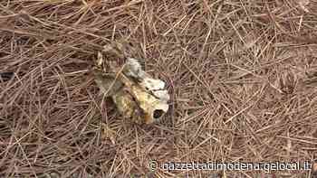 Maranello. Un altro pezzo osseo trovato dopo 24 ore Indagini e analisi per capire se è umano - La Gazzetta di Modena