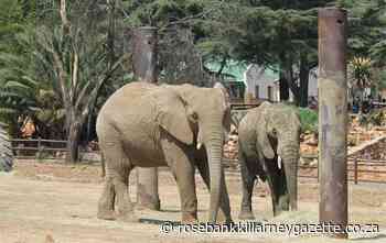 Join the Easter egg hunt at the Joburg Zoo - Rosebank Killarney Gazette