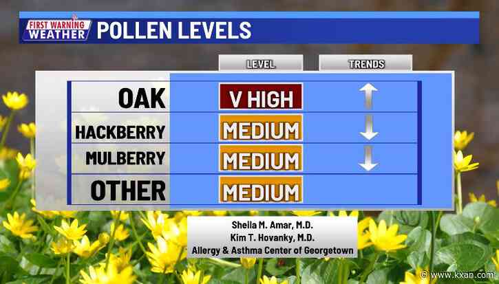 Strong winds bring highest oak pollen count in years