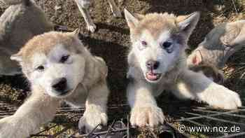 Von Finnland nach Stemwede: Zu Gast im Tiny House: Mit 38 Hunden auf der Durchreise - NOZ
