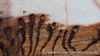 Stadtwald Bad Wildbad: Der Holzpreis rettet das Ergebnis des Forstes für 2021