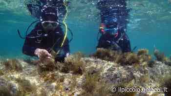 Foreste sottomarine in pericolo, in azione a Trieste i giardinieri di Miramare - Il Piccolo