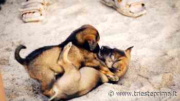 Dolci e giocherelloni: tre splendidi cuccioli da adottare subito a Trieste - TriestePrima