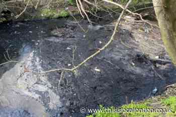 Heron covered in thick black oil dies two weeks after oil spill in park's rivers