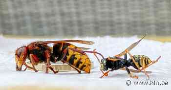 Eerste meldingen voor wespenverdelgingen | Lede | hln.be - Het Laatste Nieuws