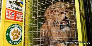 Unter Beschuss aus dem Gehege geholt: Mehrere Raubtiere aus Zoo bei Charkiw gerettet