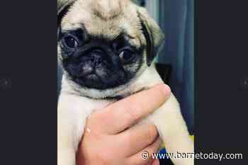 Brampton resident charged following puppy theft in Alliston: OPP - BarrieToday