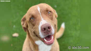 Fresno Humane Animal Services waiving adoption fees as kennels fill up