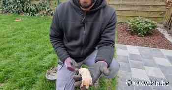 Mollenvanger vangt unieke albino mol in tuin in Grembergen: “Droom van iedere mollenvanger” - Het Laatste Nieuws