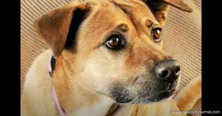 Mystery Man Shoots and Kills Army Combat Vet's Therapy Dog in What Appears to Be Random Act of Violence