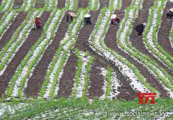 uxian :Villagers work at a vegetable base in Xianfeng Village #Gallery - Social News XYZ