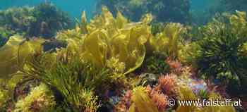 Die Seaweed Revolution