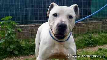 I canili di Roma sono senza veterinario