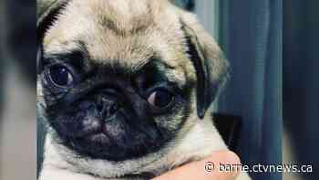 Pug puppy stolen from Alliston home: Nottawasaga OPP - CTV News Barrie