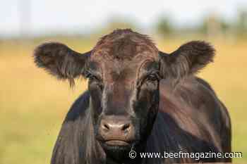 Consumers continue to have interest in buying local beef