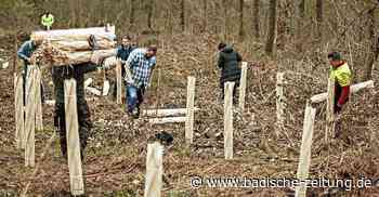 200 Bäume für den Wald in Lahr - Lahr - Badische Zeitung