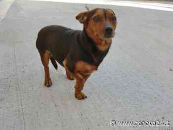 Voltri, cane precipita dal balcone del quinto piano e muore - Genova 24 - Genova24.it