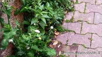 Erba incolta in via Sichelgaita a Salerno, un residente: "Fra poco cresceranno i broccoli" - SalernoToday