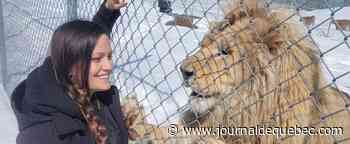 Un lion blanc au Zoo Animalia cette année