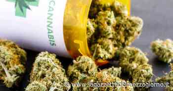 Canosa di Puglia, autorizzata azienda per la cannabis terapeutica - La Gazzetta del Mezzogiorno